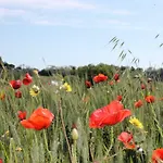 Verdemare 3* Acquaviva Picena