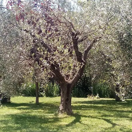 Verdemare Acquaviva Picena