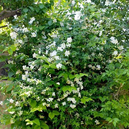 Bed and breakfast Verdemare